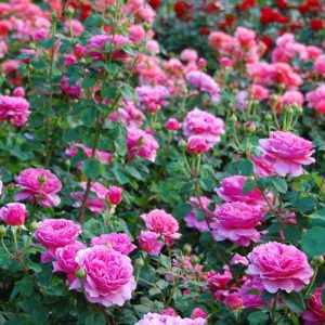 róże angielskie, usługi ogrodnicze Milówka