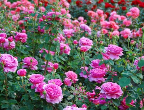 róże angielskie, usługi ogrodnicze Milówka